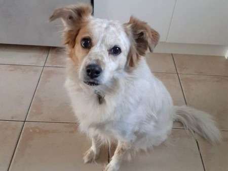 Chienne Épagneul à adopter