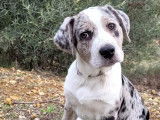 Chiot mâle Berger Australien bleu merle à adopter