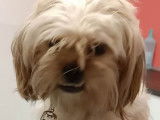 Chienne Shih Tzu sable &agrave; adopter
