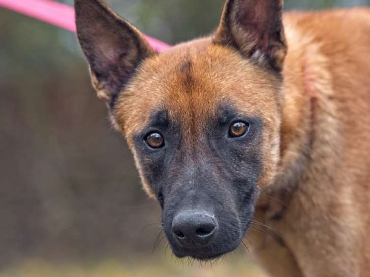 Chienne Berger Malinois à adopter