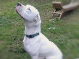 Chien Dogue Argentin blanc à adopter