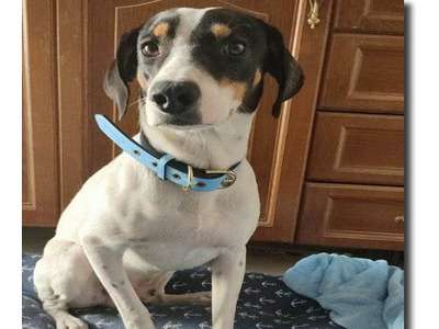 Chien Bodeguero tricolore de 2 ans à adopter