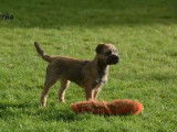 Chiot de race Border Terrier femelle &agrave; vendre