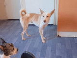 Chien femelle Podenco d’un an à donner