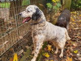 Chien Setter Anglais de 9 ans à l'adoption