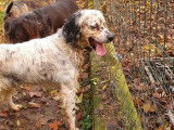 Chien Setter Anglais de 9 ans à l'adoption