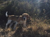 De type Beagle disponible pour saillie