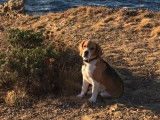 De type Beagle disponible pour saillie