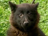 2 m&acirc;les Schipperke LOF disponibles de suite