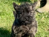 Chiots Cairn Terrier LOF disponibles