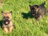 Chiots Cairn Terrier LOF disponibles