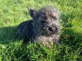 Chiots Cairn Terrier LOF disponibles