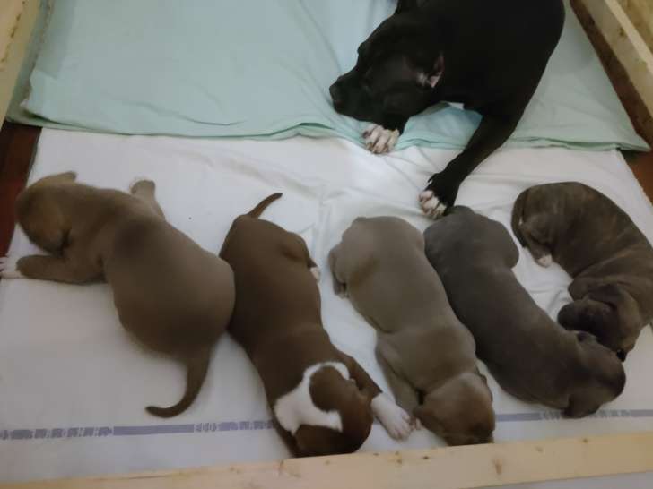 Chiots American bully xl xxl