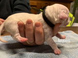Chiots American Bully XL et XXL à vendre