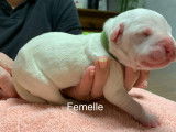 Chiots American Bully XL et XXL à vendre