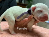 Chiots American Bully XL et XXL à vendre