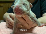 Chiots American Bully XL et XXL à vendre