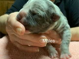 Chiots American Bully XL et XXL à vendre