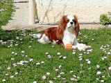 Cavalier King Charles Spaniel disponible pour saillie