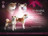 Chiot Akita Inu de pure race à vendre