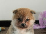 Chiot Akita Inu de pure race à vendre