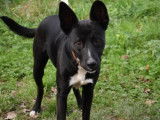 Chien adulte noir &agrave; donner
