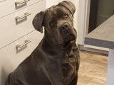 Mâle Cane Corso disponible pour saillie