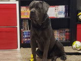 Mâle Cane Corso disponible pour saillie
