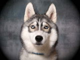 Mâle Husky Sibérien LOF disponible pour saillie