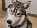 Mâle Husky Sibérien LOF disponible pour saillie