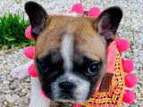 1 chiot femelle Bouledogue Français LOF à réserver