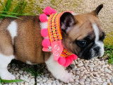 1 chiot femelle Bouledogue Français LOF à réserver