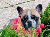 1 chiot femelle Bouledogue Français LOF à réserver