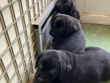 Vente de 6 chiots Labrador Retrievers LOF