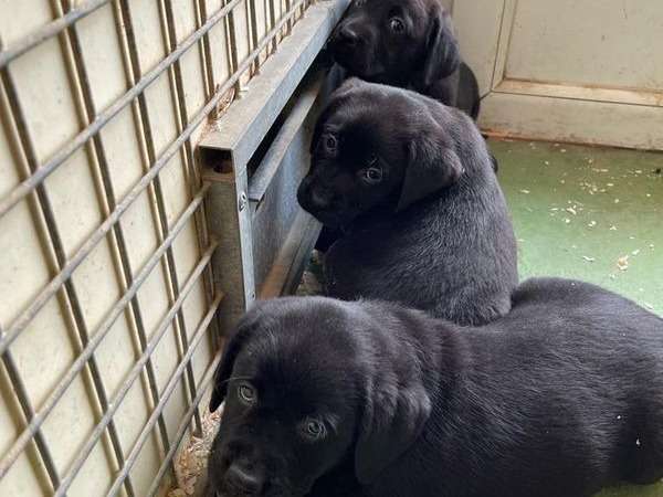 Vente de 6 chiots Labrador Retrievers LOF