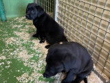 Vente de 6 chiots Labrador Retrievers LOF