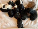 4 chiots Bichons Havanais LOF à réserver