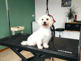 4 chiots Bichons Havanais LOF à réserver