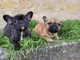 4 chiots Bouledogues Français LOF disponibles