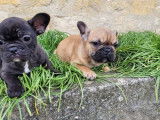 4 chiots Bouledogues Français LOF disponibles