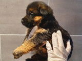 Réservation pour 5 chiots Bergers Allemands LOF