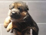Réservation pour 5 chiots Bergers Allemands LOF