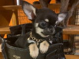 Vente de 6 chiots Chihuahuas LOF