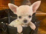 Vente de 6 chiots Chihuahuas LOF