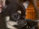 Vente de 6 chiots Chihuahuas LOF