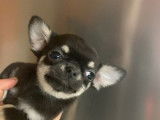 Vente de 6 chiots Chihuahuas LOF