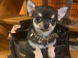 Vente de 6 chiots Chihuahuas LOF