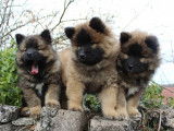 Chiots Eurasier LOF à vendre