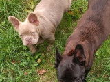 Un chiot femelle Bouledogue Français LOF à vendre