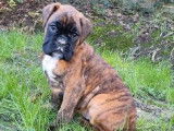 Chiot femelle Boxer LOF fauve disponible &agrave; l'achat